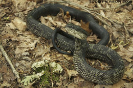 Image of Western Ratsnake