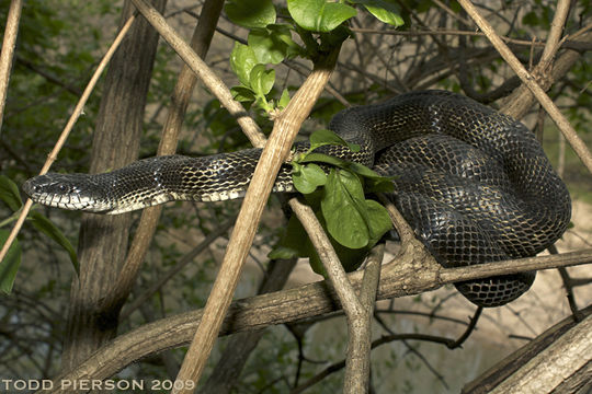 Pantherophis obsoletus (Say ex James 1823) resmi