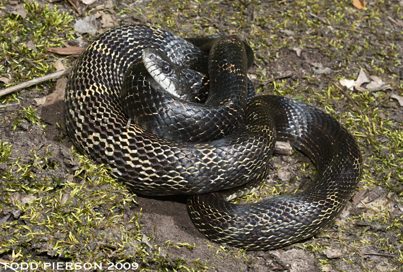 Pantherophis obsoletus (Say ex James 1823) resmi