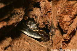 Pantherophis obsoletus (Say ex James 1823) resmi