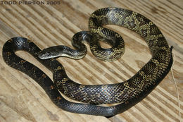 Pantherophis obsoletus (Say ex James 1823) resmi