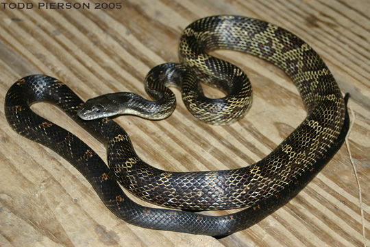 Image de Pantherophis obsoletus (Say ex James 1823)