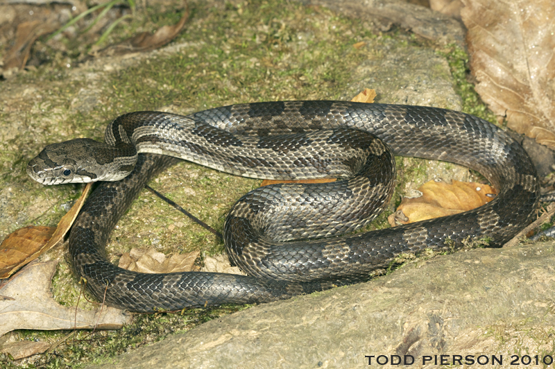 Pantherophis obsoletus (Say ex James 1823) resmi