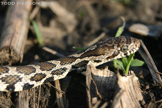 صورة Pantherophis vulpinus (Baird & Girard 1853)