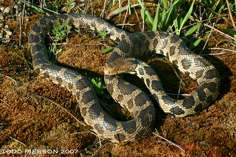 Image of Eastern Fox Snake