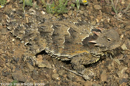 Image of Blainville Horned Lizard