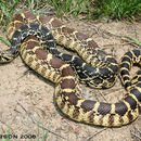 Image of gopher snakes