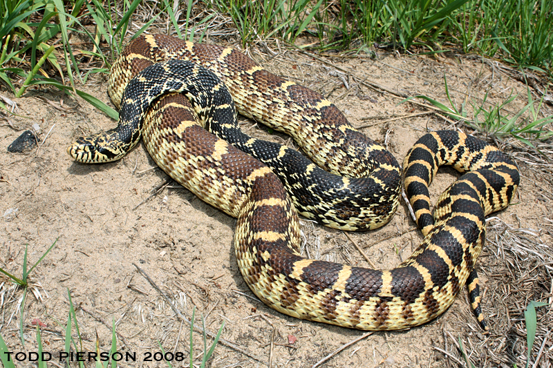 gopher snake