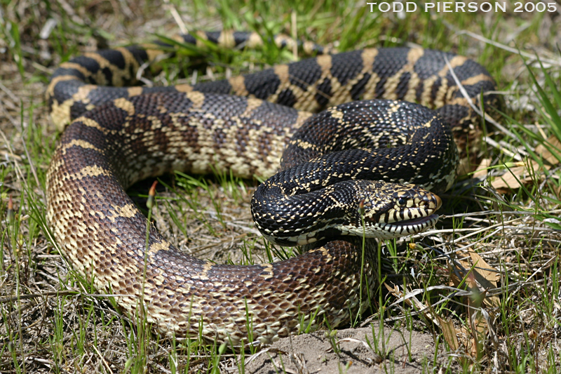 Image de Pituophis catenifer sayi (Schlegel 1837)