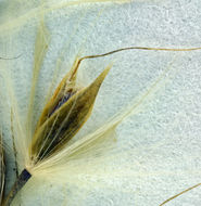 Image of Chinese silvergrass