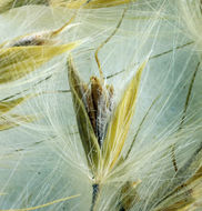 Imagem de Miscanthus sinensis Andersson