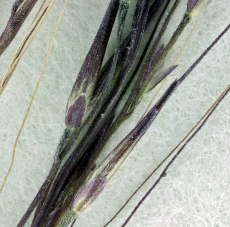 Image of Devils Canyon muhly