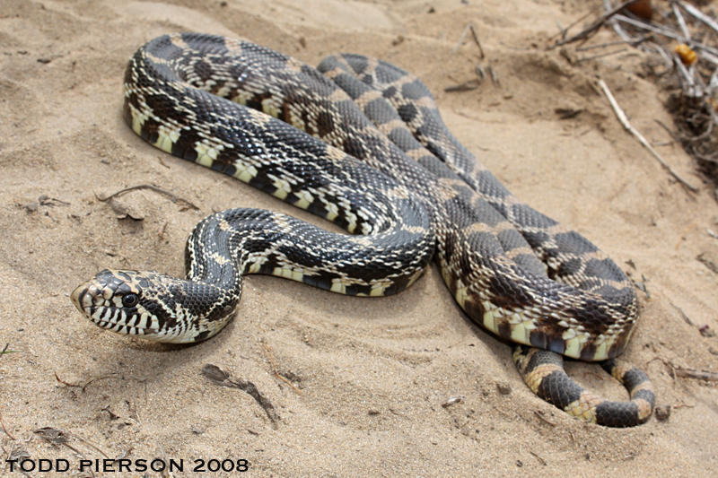 Image of Pituophis catenifer sayi (Schlegel 1837)