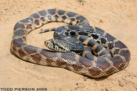 Image of Pituophis catenifer sayi (Schlegel 1837)