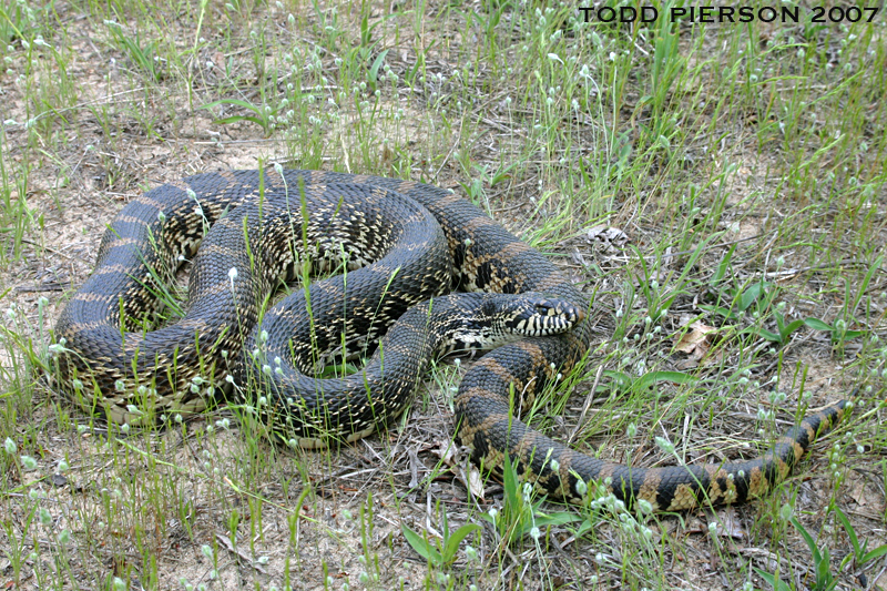 Image de Pituophis catenifer sayi (Schlegel 1837)