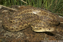 Image of Pacific gopher snake