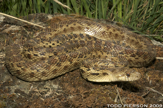 Pituophis catenifer catenifer (Blainville 1835) resmi