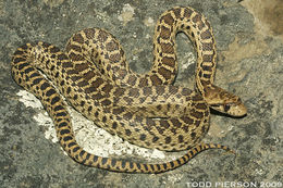 Image of Pacific gopher snake