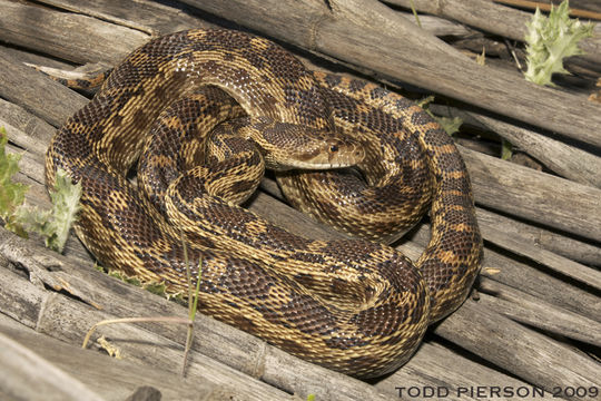 Pituophis catenifer catenifer (Blainville 1835) resmi