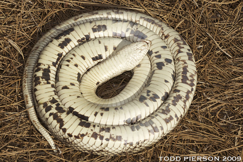 Image of Pine Snake