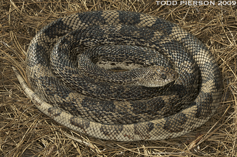 Image of Pine Snake
