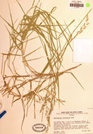 Muhlenbergia californica Vasey resmi