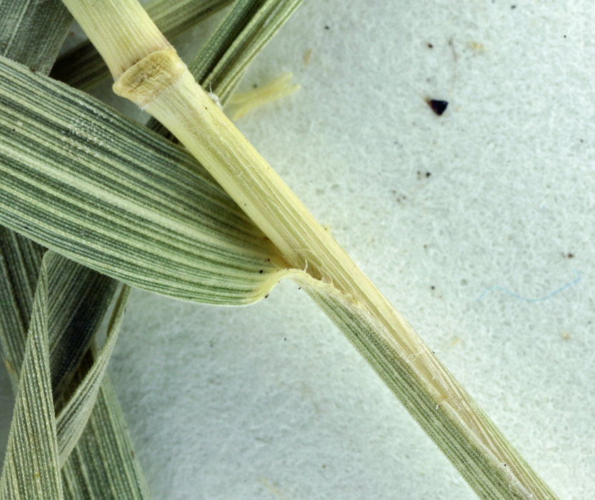 Muhlenbergia californica Vasey resmi