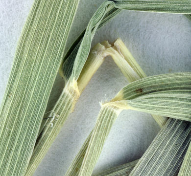 Image of California muhly