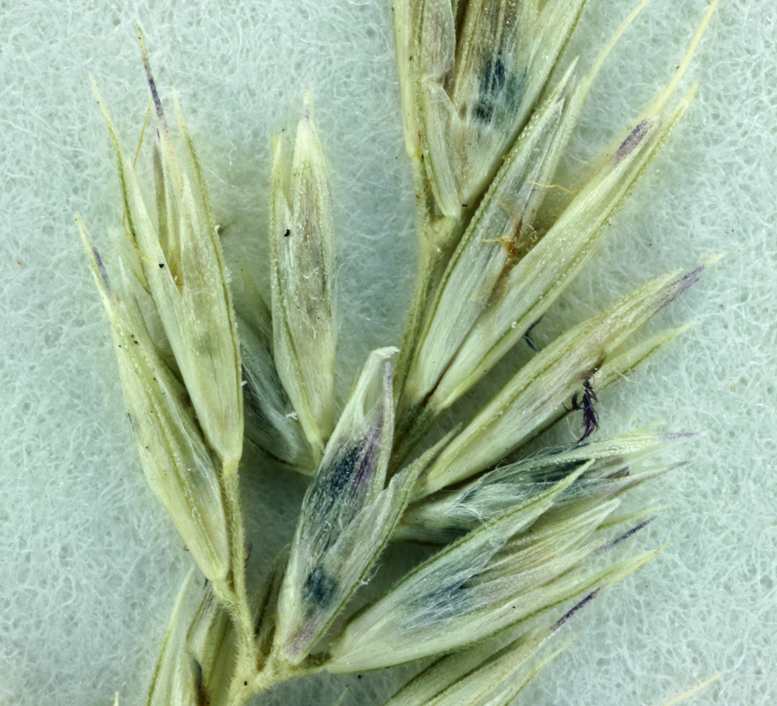 Muhlenbergia californica Vasey resmi