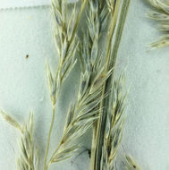 Muhlenbergia californica Vasey resmi