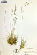 صورة Muhlenbergia jonesii (Vasey) Hitchc.