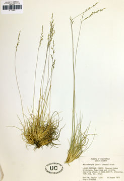 Imagem de Muhlenbergia jonesii (Vasey) Hitchc.