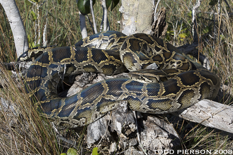 Python bivittatus Kuhl 1820 resmi