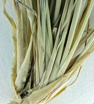 Imagem de Muhlenbergia jonesii (Vasey) Hitchc.