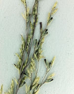 صورة Muhlenbergia jonesii (Vasey) Hitchc.