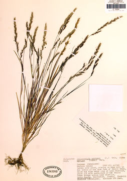 Image of Mexican muhly