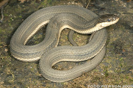 Image of Queen Snake