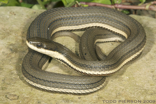 Image of Queen Snake