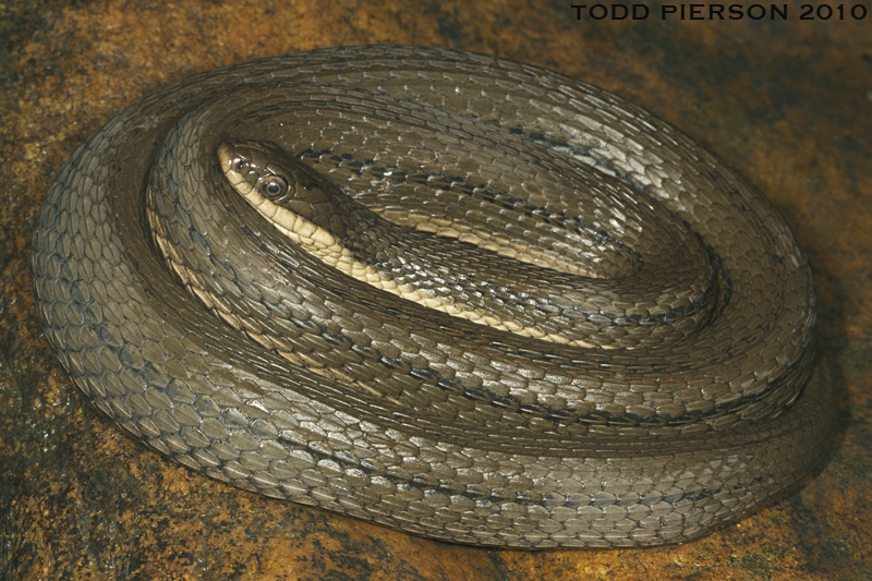 Image of Queen Snake