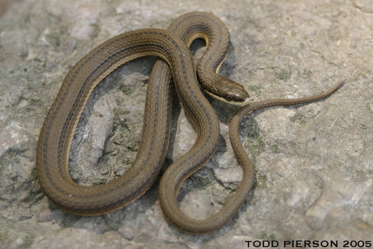 Image of Queen Snake