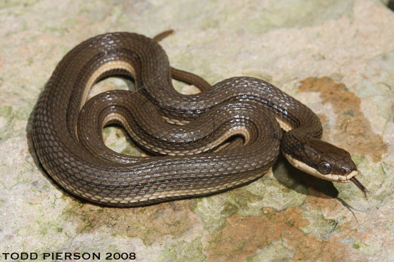 Image of Queen Snake