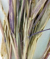 Image of Mexican muhly