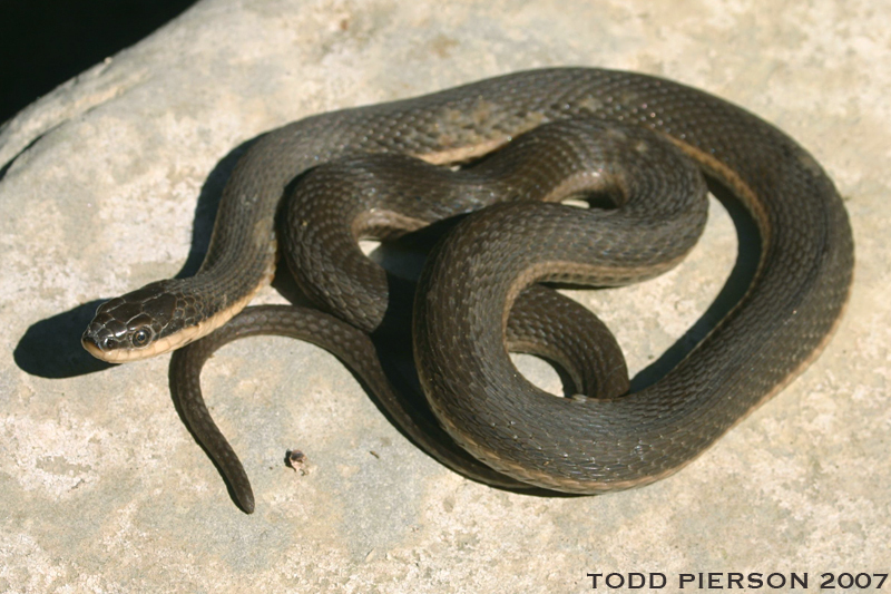 Image of Queen Snake