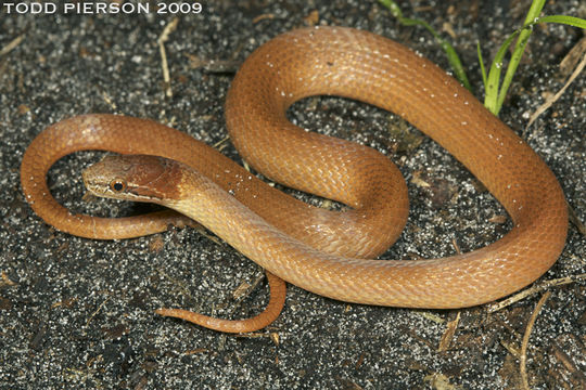 Image of Pine Woods Littersnake