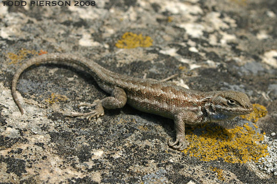 Sivun Sceloporus graciosus Baird & Girard 1852 kuva