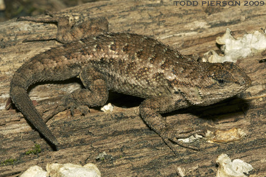 Sivun Sceloporus occidentalis Baird & Girard 1852 kuva