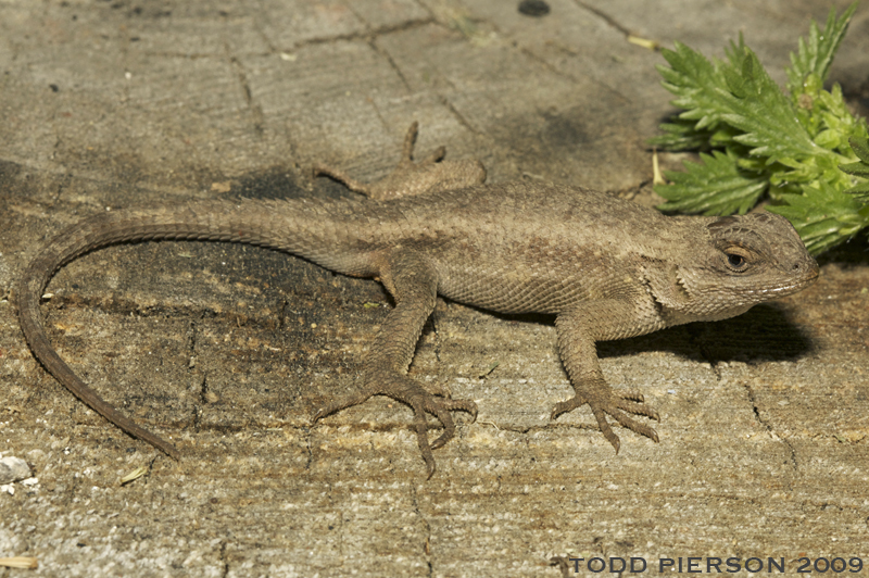 Image of Western Fence Lizard