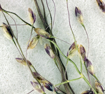 Imagem de Muhlenbergia minutissima (Steud.) Swallen