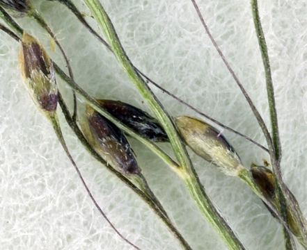 Imagem de Muhlenbergia minutissima (Steud.) Swallen