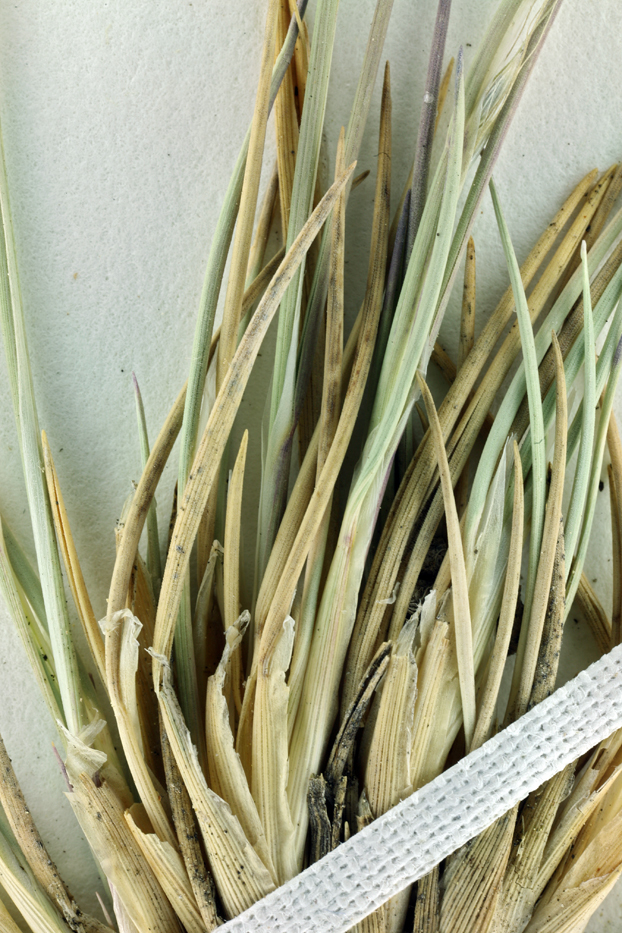 Plancia ëd Muhlenbergia montana (Nutt.) Hitchc.